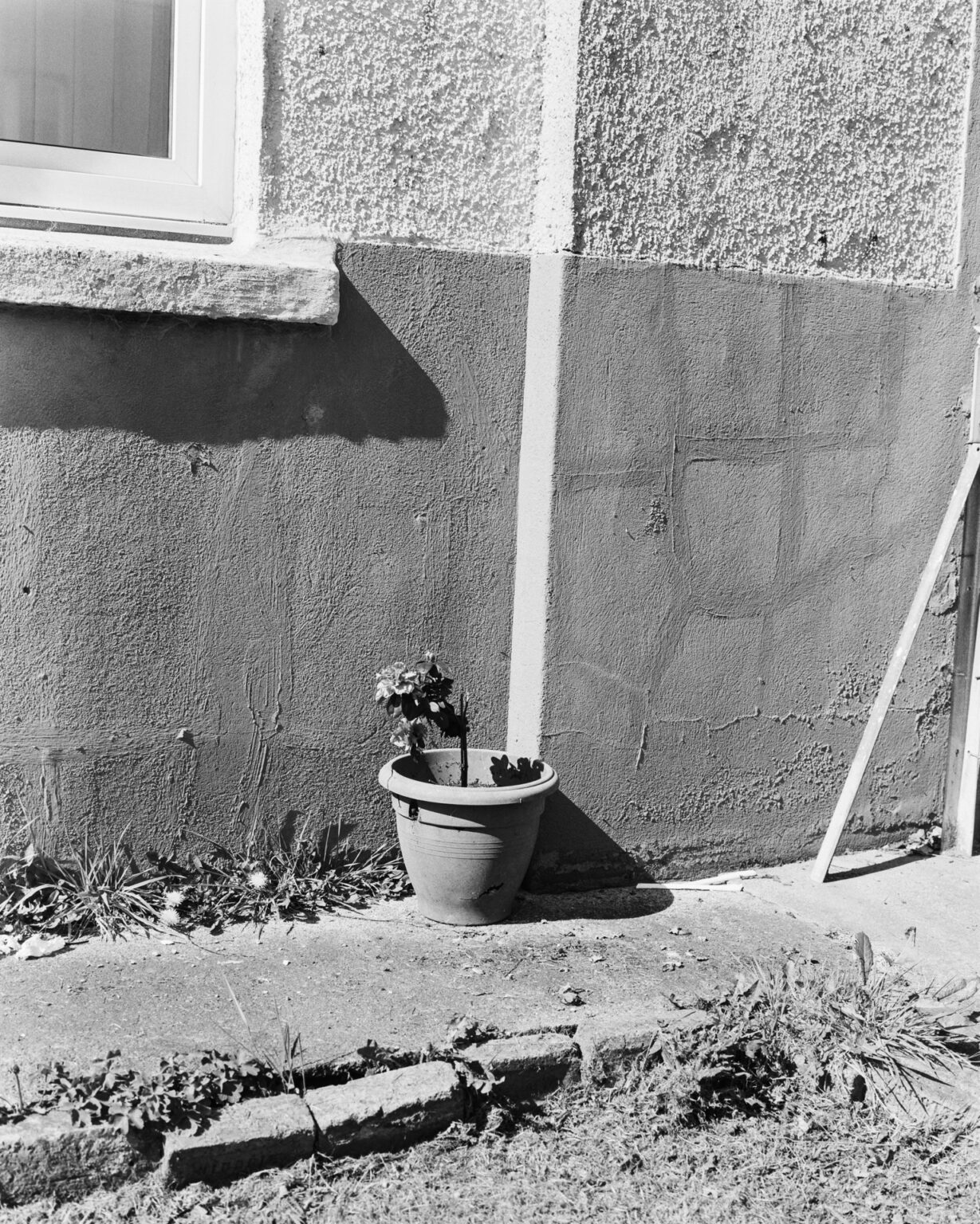 Black and white photograph of a sad, lonely plant in a plantpot