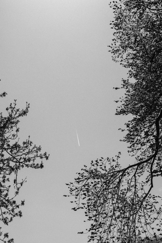 Photograph of a falling star between the tree branches