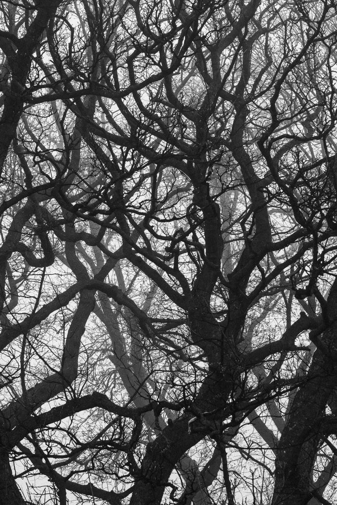 Photograph of a tangled tree branches in the fog.